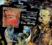 4th Oct 2024 - In Memory of Tiny