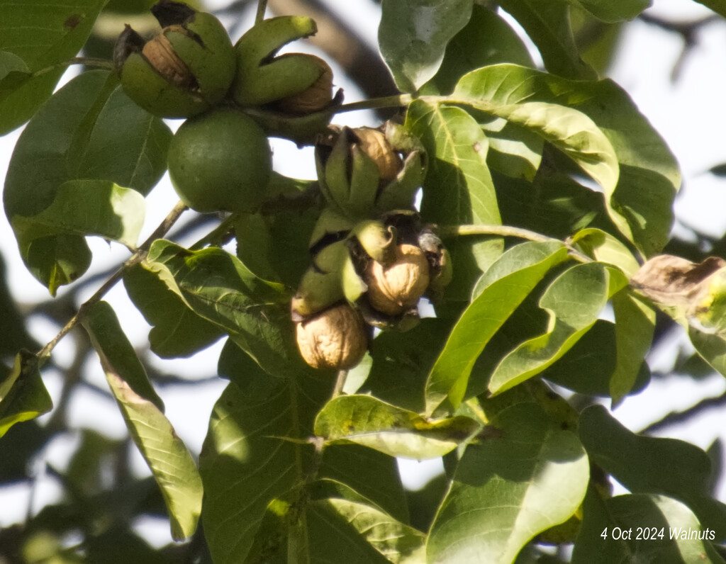 walnuts by redbiro