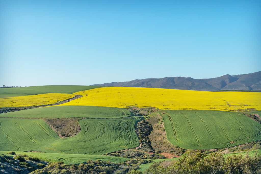 Canola and Wheatfields by ludwigsdiana