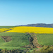 Canola and Wheatfields