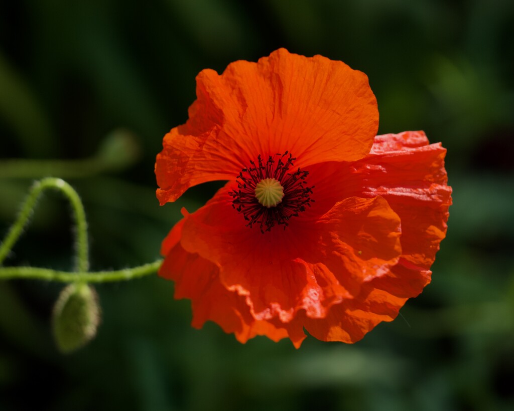 Backlit Poppy PA045710 by merrelyn