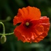 Backlit Poppy PA045710