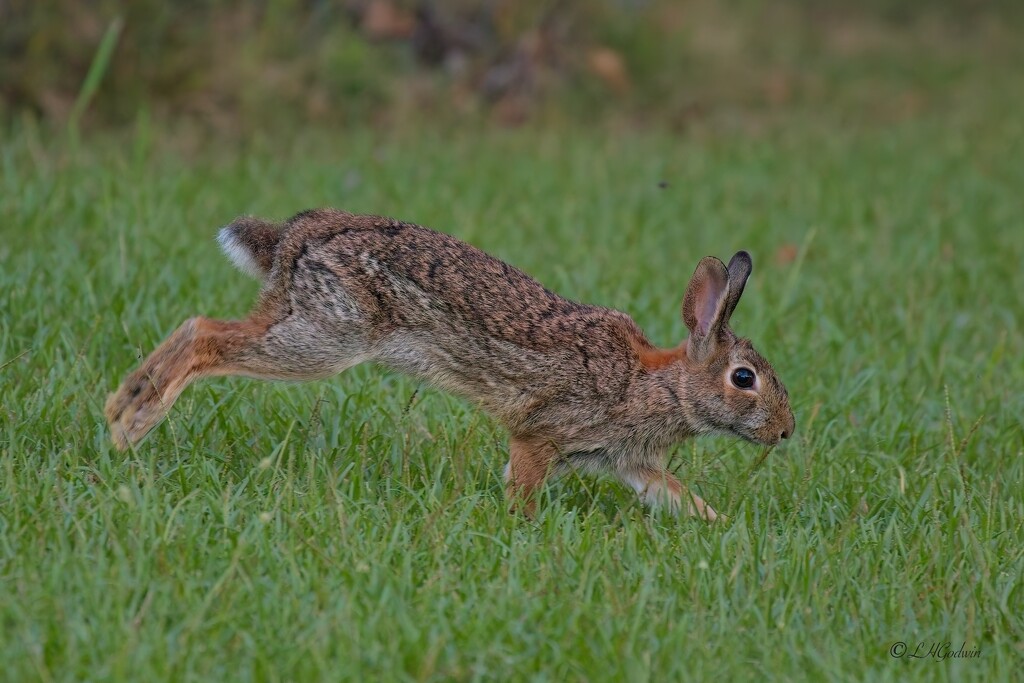 LHG_4431Bunny on the run by rontu