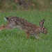 LHG_4431Bunny on the run