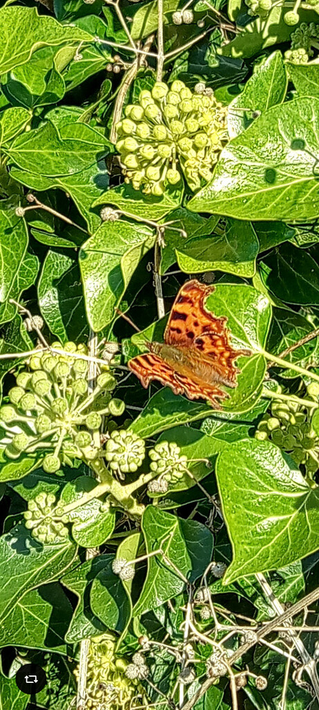 ' Pretending it is still summer ' a Comma by 365projectorgjoworboys