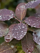 3rd Oct 2024 - More raindrops on leaves 