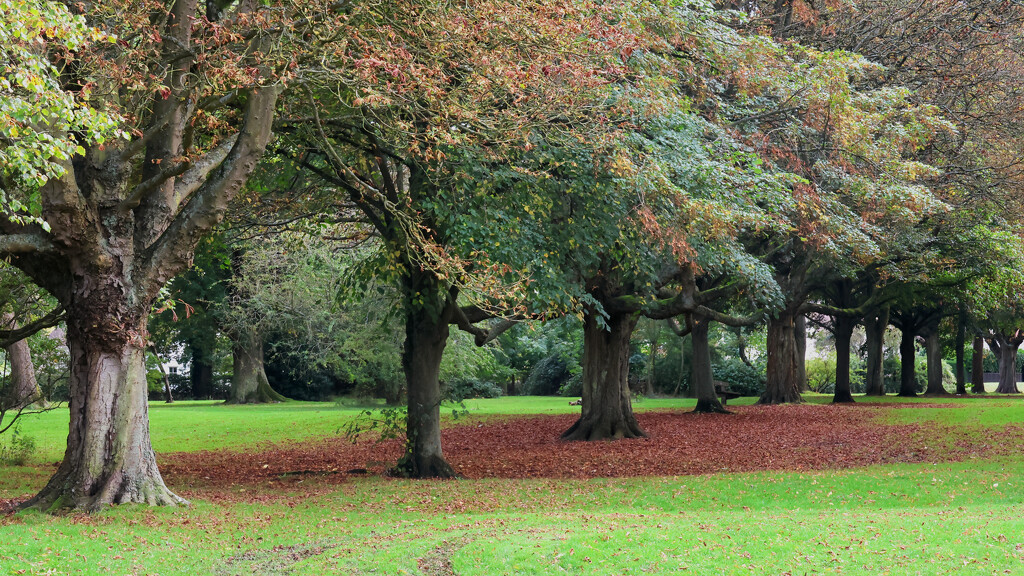 As summers turn to autumn..... by neil_ge