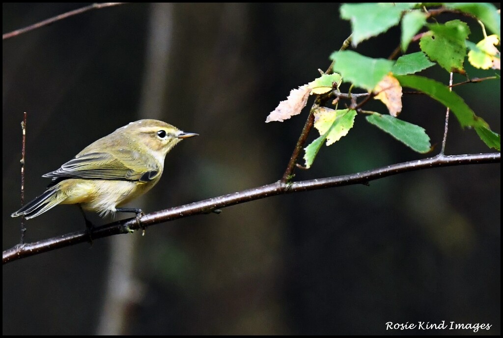 Garden warbler or willow warbler by rosiekind