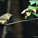 Garden warbler or willow warbler