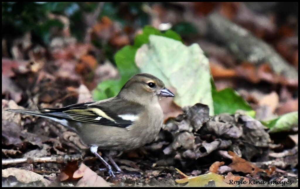 Female chaffinch by rosiekind