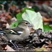 Female chaffinch