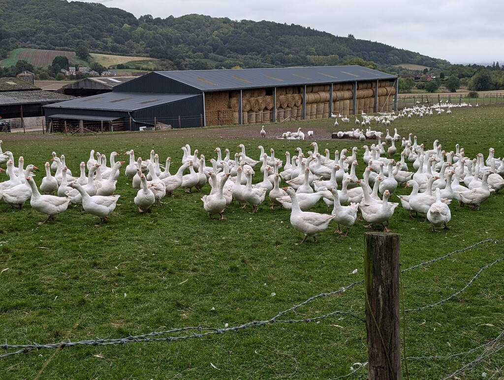 HOME FARM LANE. by derekskinner