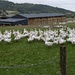 HOME FARM LANE.