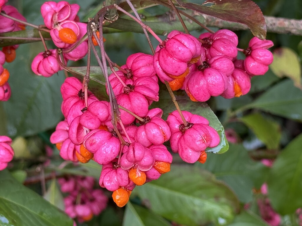 A Most Unusual but Very Pretty Shrub  by susiemc