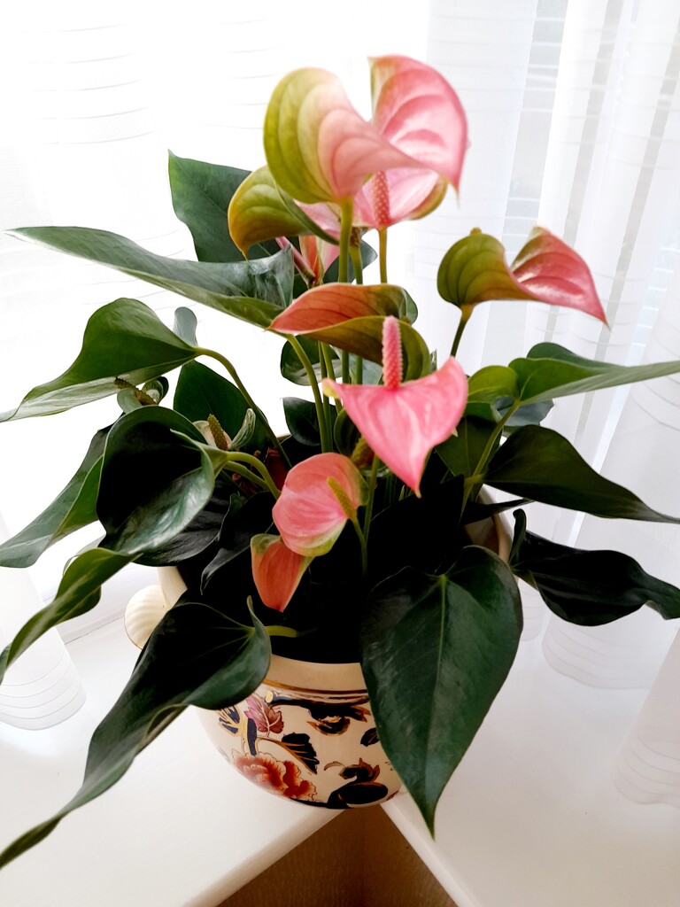 A new Anthurium  pot-plant .  by beryl