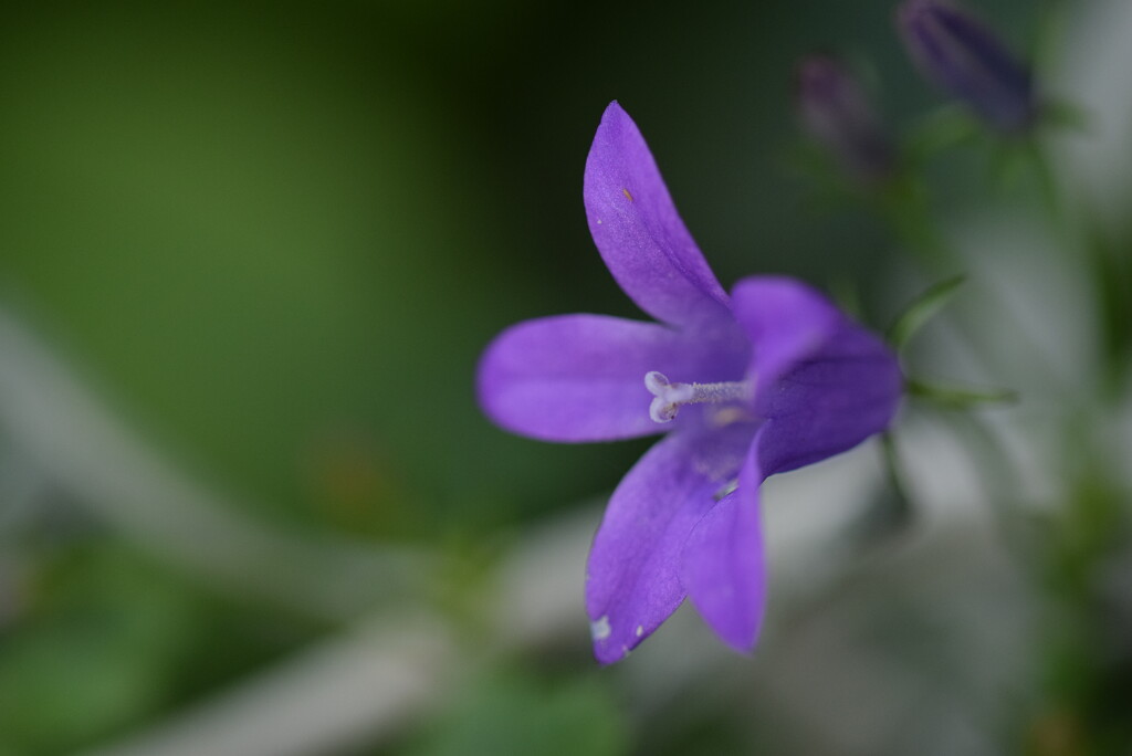 Campanula  by dragey74