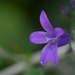 Campanula 