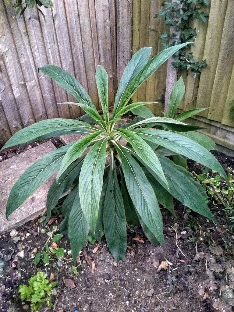 Echium Pininana by 30pics4jackiesdiamond