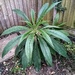 Echium Pininana