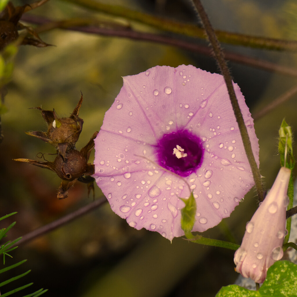 A morning glory flower with raindrops by peachfront