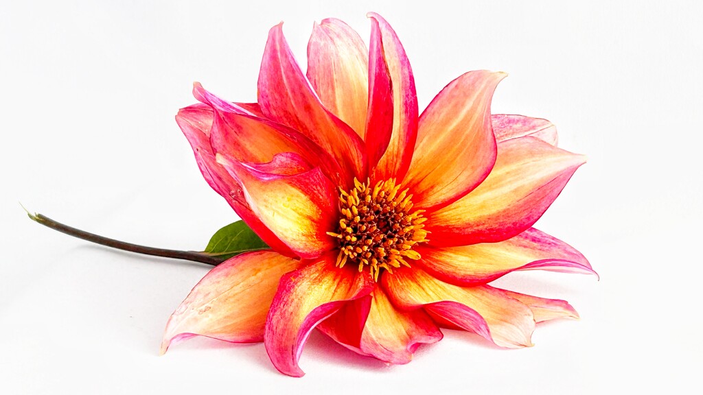 High key Dahlia by carole_sandford