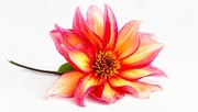 4th Oct 2024 - High key Dahlia