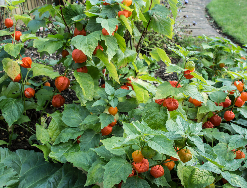 A glut of Chinese lanterns by busylady