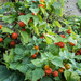 A glut of Chinese lanterns