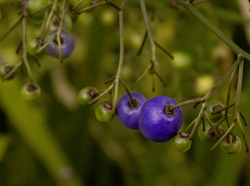 berries are ripening by koalagardens