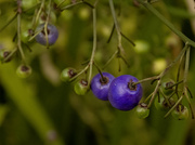 1st Oct 2024 - berries are ripening