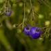 berries are ripening