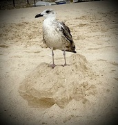 4th Oct 2024 - King of the (Sand) Castle 