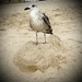 King of the (Sand) Castle 