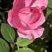 Pink rose 