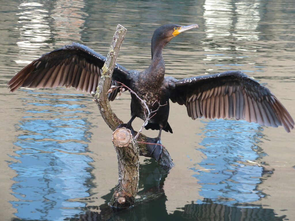 Cormorant by felicityms