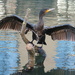 Cormorant