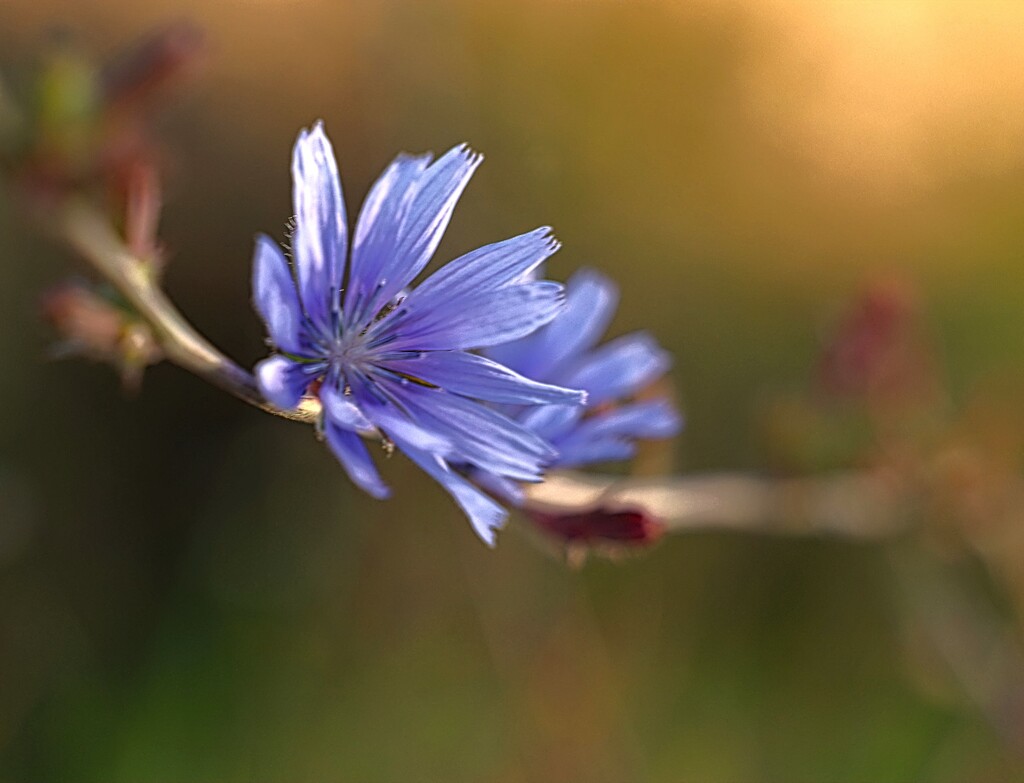 Chicory in the Ditch  by lynnz