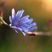 Chicory in the Ditch 