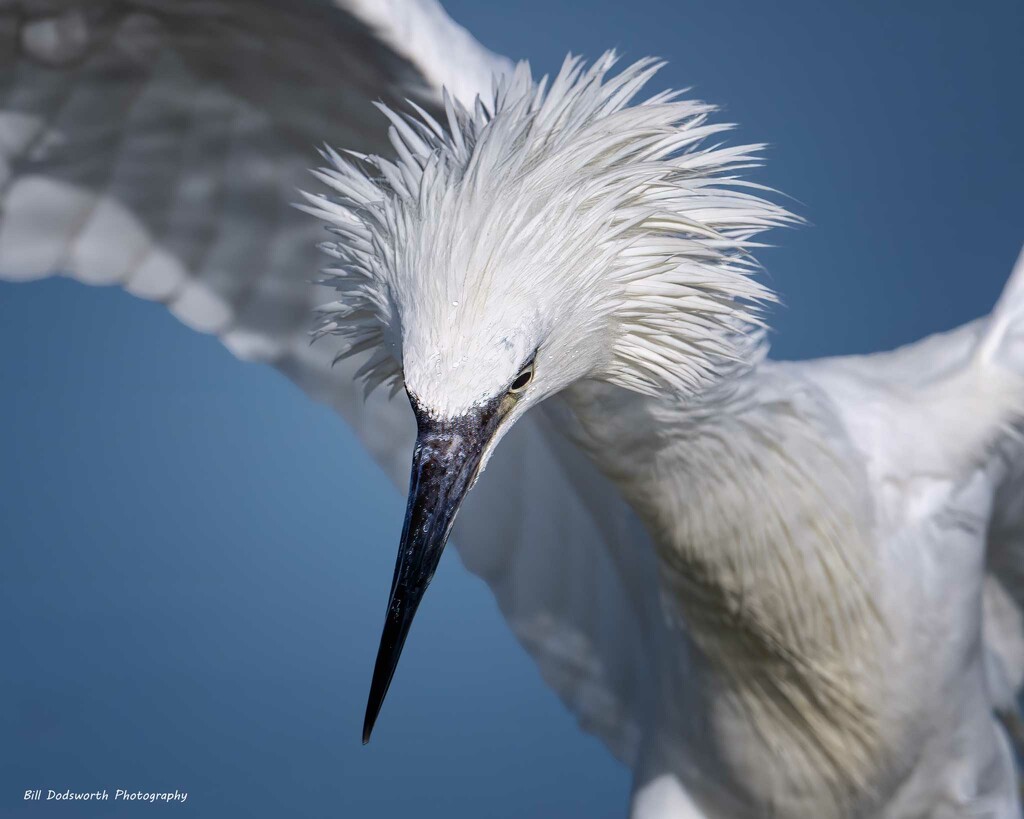 Wild hair day! by photographycrazy