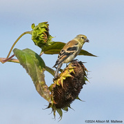 4th Oct 2024 - Feeding Finch