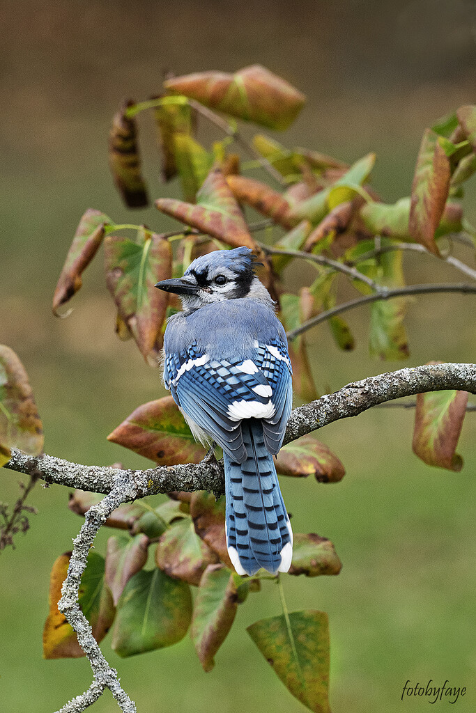 Our beautiful Blue Jay by fayefaye