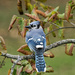 Our beautiful Blue Jay