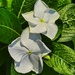 10 1 White Periwinkle