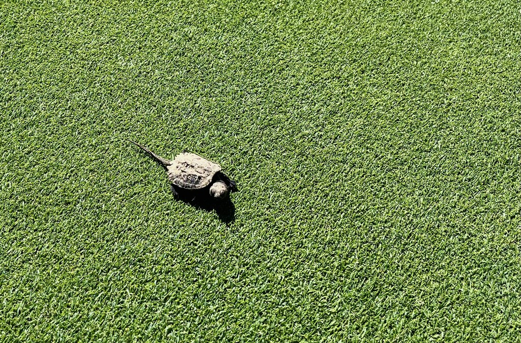 Baby Snapper by pej76