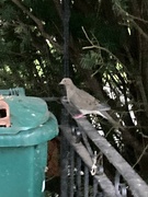 4th Oct 2024 - Dove Arrives for Dinner
