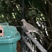 Dove Arrives for Dinner