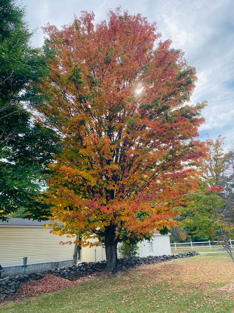 Sugar maple by mtb24