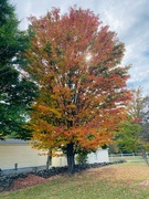 4th Oct 2024 - Sugar maple