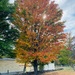 Sugar maple