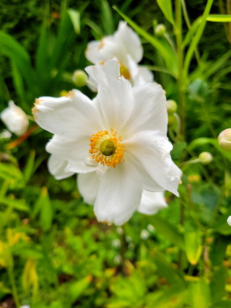 Fall Flower by kimmer50